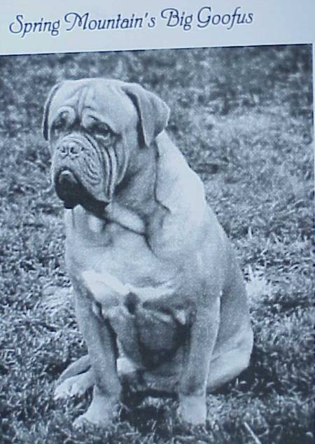 Spring Mountain's Big Goofus | Dogue de Bordeaux 