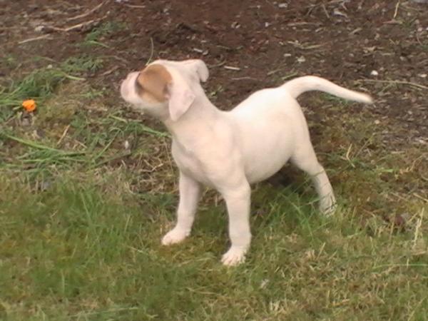 Rocky @ PAB | American Bulldog 