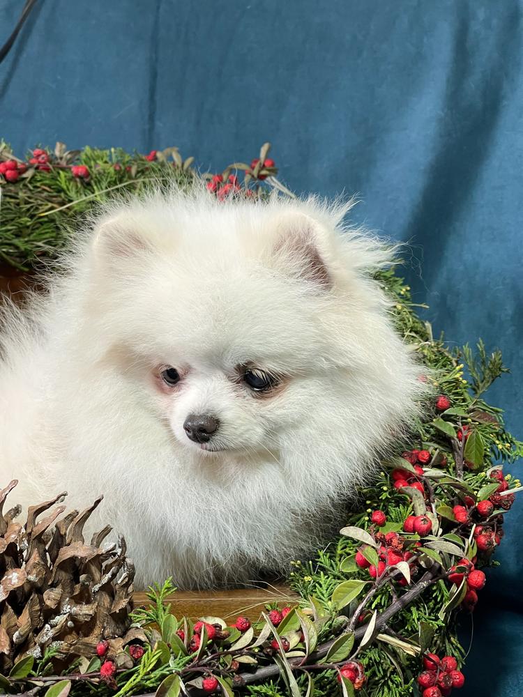 Dasha (Nieves) | Pomeranian 