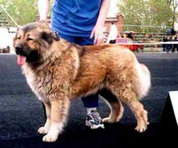 Yusta | Caucasian Mountain Dog 