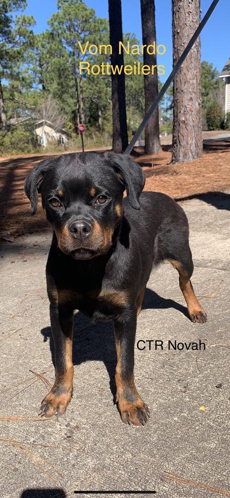 CTR NOVAH | Rottweiler 