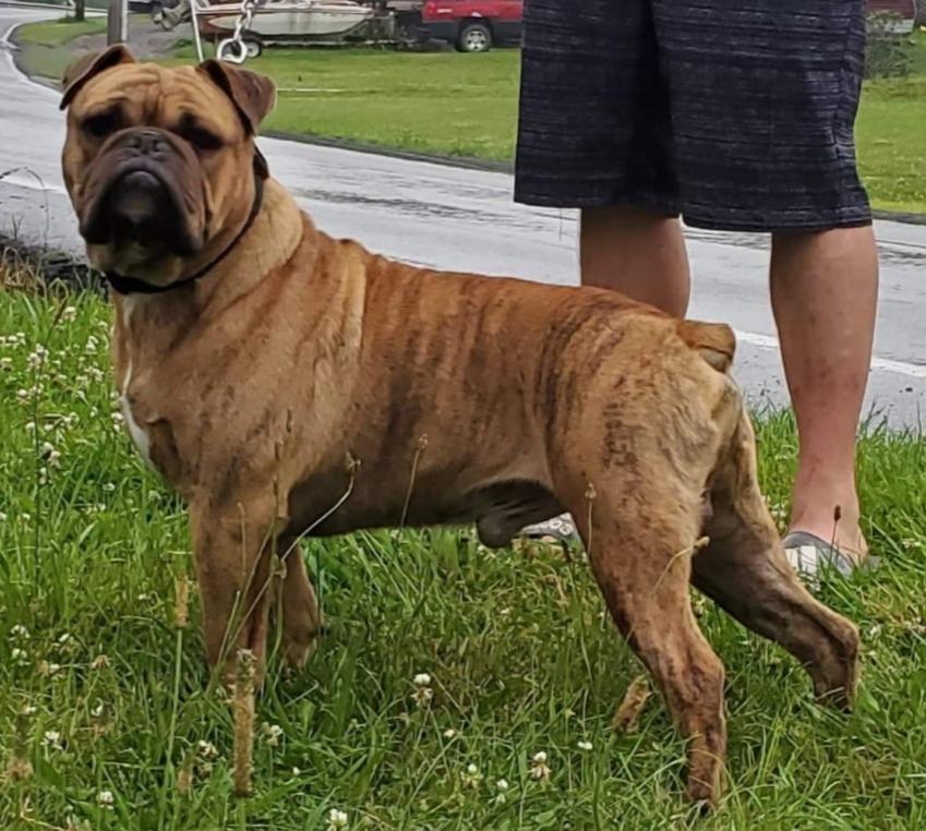 Broad Street Bully's Samson | Olde English Bulldogge 