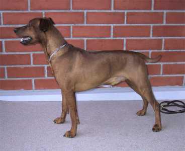 Fundora's CHARMAT | German Pinscher 