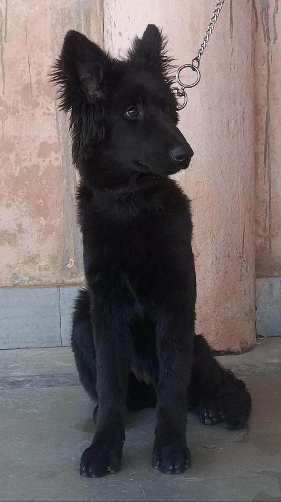 Priyas Julie | German Shepherd Dog 