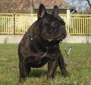 Nagyerdoi Champion Oszkar | French Bulldog 