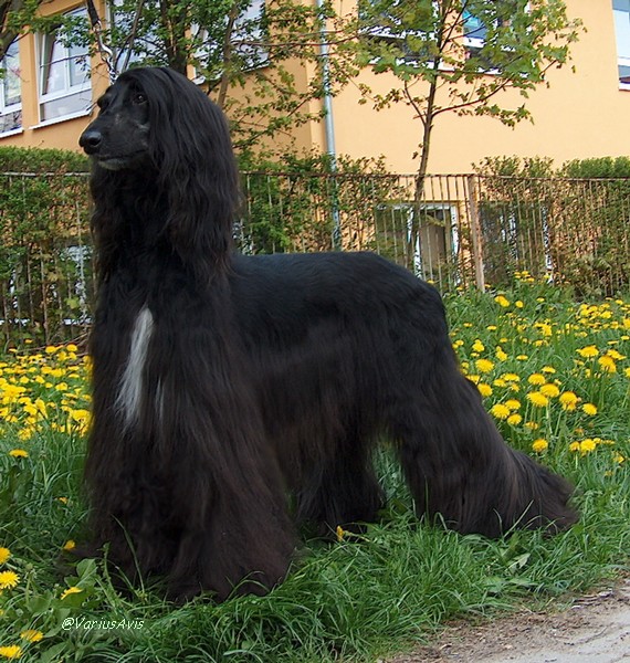 KABHI ALVIDA NAA KEHNA Varius Avis FCI | Afghan Hound 