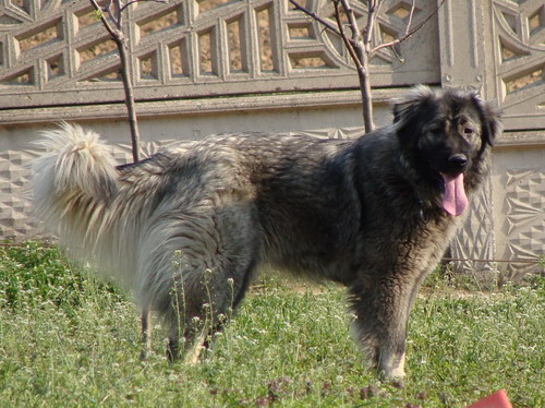 Beta II Zlatni Štit | Yugoslavian Shepherd Dog-Sarplaninac 