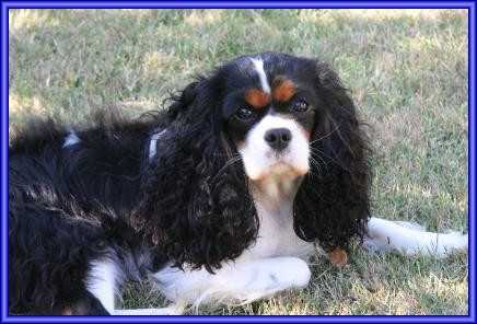 Patlyns Miss Belle Starr | Cavalier King Charles Spaniel 