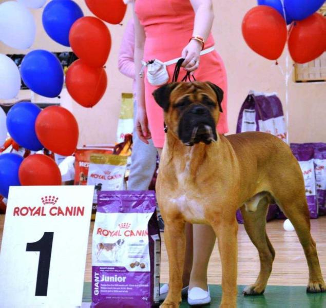 Rus.Grand. Multi. Ch Tseyro Vito | Bullmastiff 