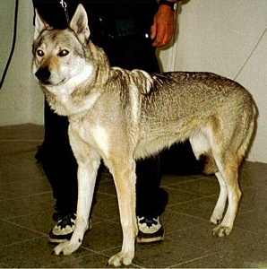 Ada Kollárov dvor | Czechoslovakian Wolfdog 