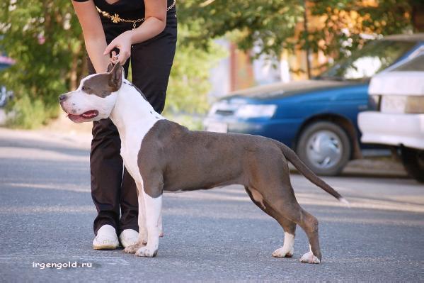 Irgen Gold Hanna Hippy | American Staffordshire Terrier 