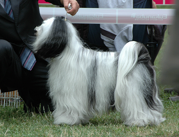 BEACHBOY BONO MANDALA-DELAMA | Tibetan Terrier 