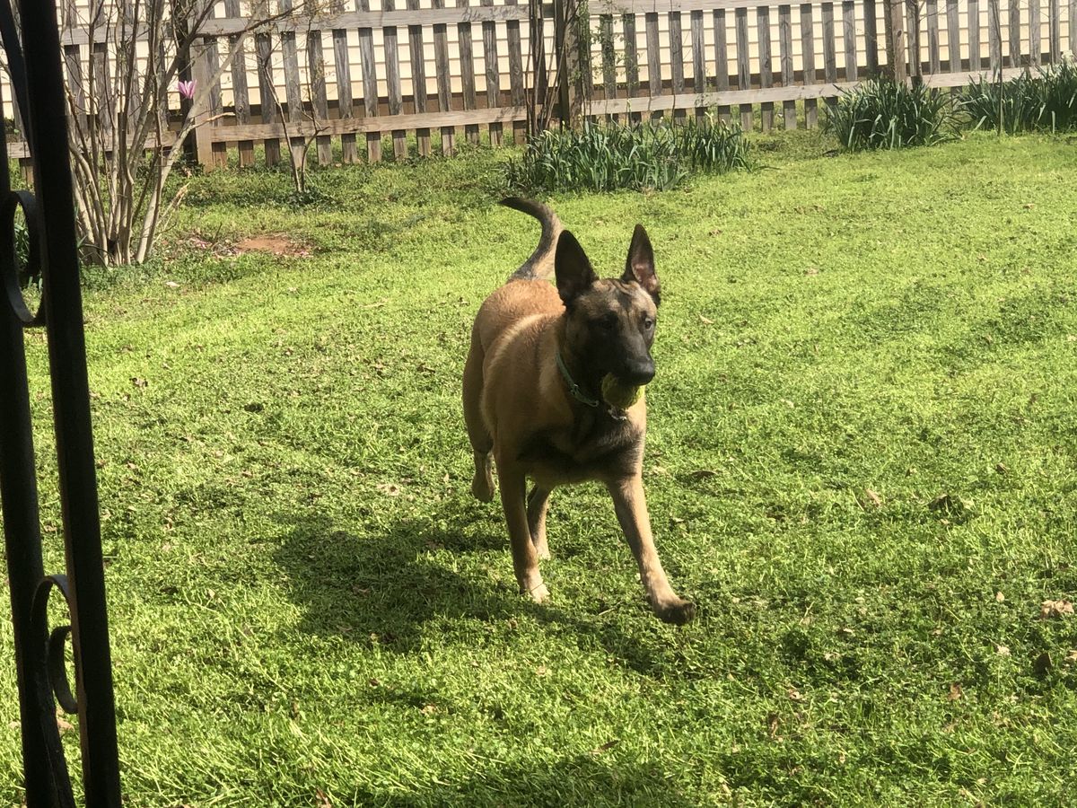 White’s Chally | Belgian Malinois 