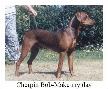 Cherpin BOB MAKE MY DAY | German Pinscher 