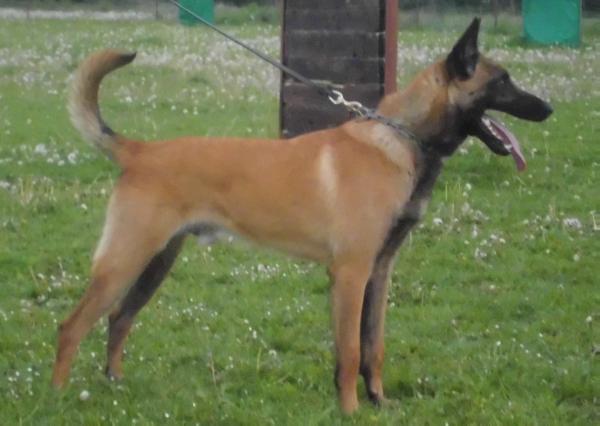 Ivory z Heberu | Belgian Malinois 