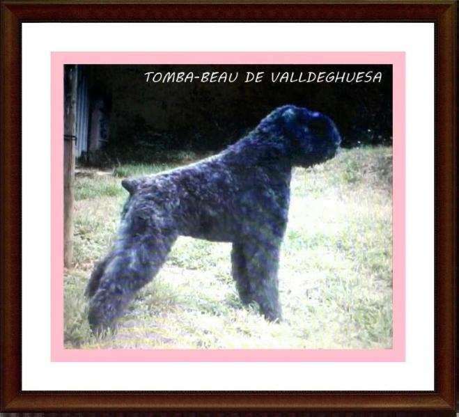 Tomba de Valldeghuesa | Bouvier des Flandres 