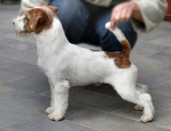 Lemosa touch ofstardom | Jack Russell Terrier 