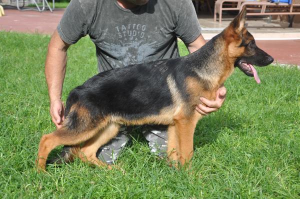 Roko van wolfland | German Shepherd Dog 