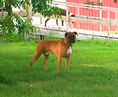 Prince Coors Light BeauJangles | Boxer 