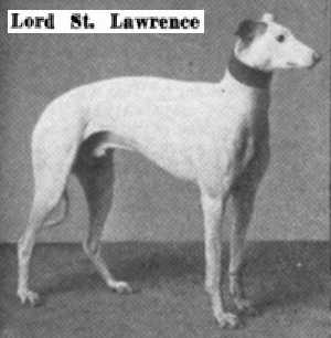 Lord St. Lawrence (NGSB 224) | Greyhound 