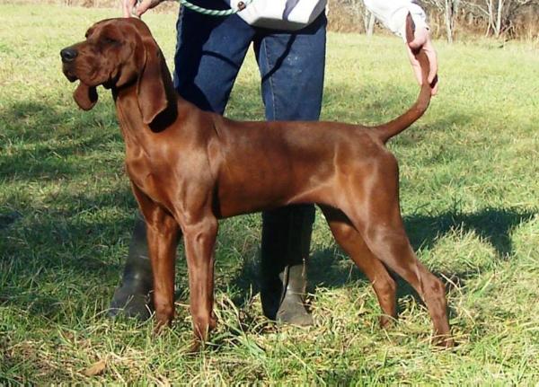 Rimfire's more than moxie | Redbone Coonhound 