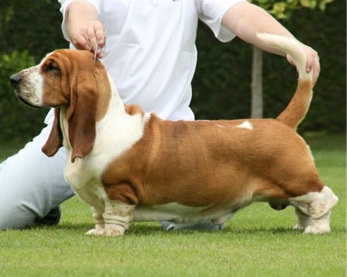 Br Lake Park Michelangelo | Basset Hound 