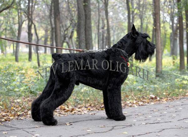 Nev lemar oligarh | Giant Schnauzer 