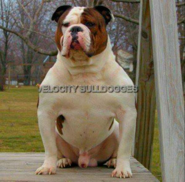 Velocity's Tonka Truck | Olde English Bulldogge 