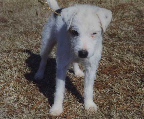 Loblolly Brillo | Jack Russell Terrier 