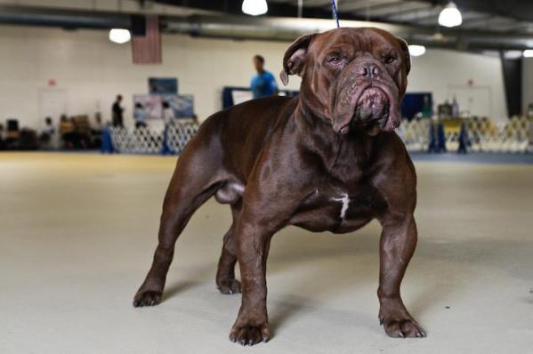 Trusouth's Light's Out of Goddogz | Olde English Bulldogge 