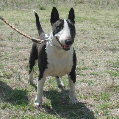 Kira (Munguia) Mex. Fci. | Bull Terrier 