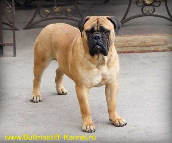 Lyudzhen VOTARES | Bullmastiff 