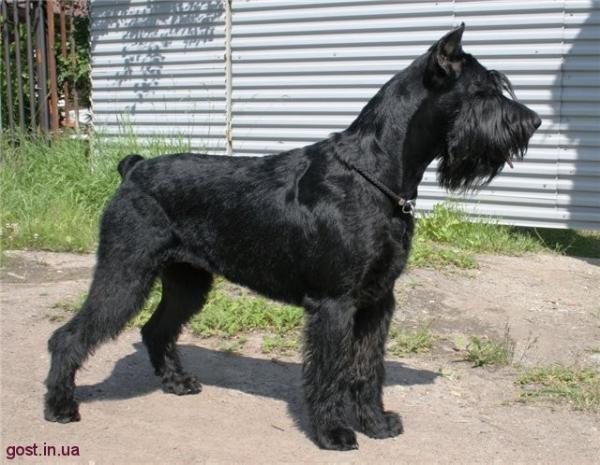 Gammuraby Abra Kadabra | Giant Schnauzer 