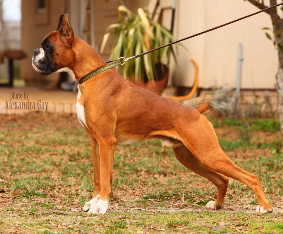 Altan's Art And Science v.Eurozone | Boxer 