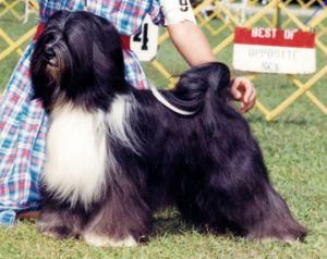 MCLEAN'S MAGIC TIGER IN TUXEDO | Tibetan Terrier 