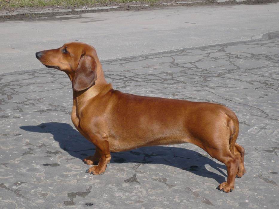 Dark Dove Magic Seven | Dachshund 