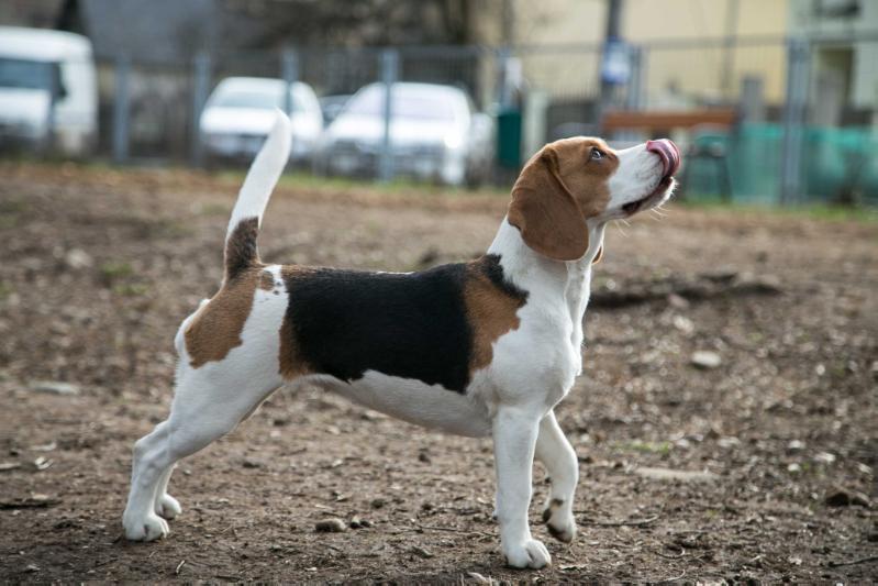 JACKIE WESTTANO | Beagle 