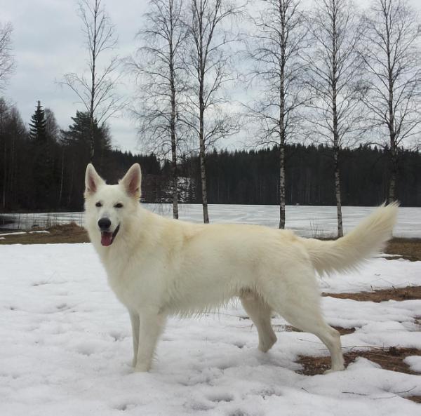 Kokkomäen Booster Boy | White Swiss Shepherd Dog 