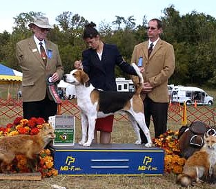 Foxhunter's Man O' War AOM CGN | English Foxhound 