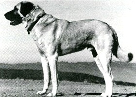 Ahmet Of Avanos | Anatolian Shepherd Dog 