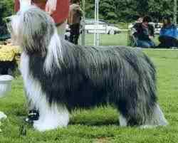 Binbusy quotation | Bearded Collie 