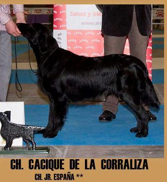 Cacique de la Corraliza | Flat-Coated Retriever 