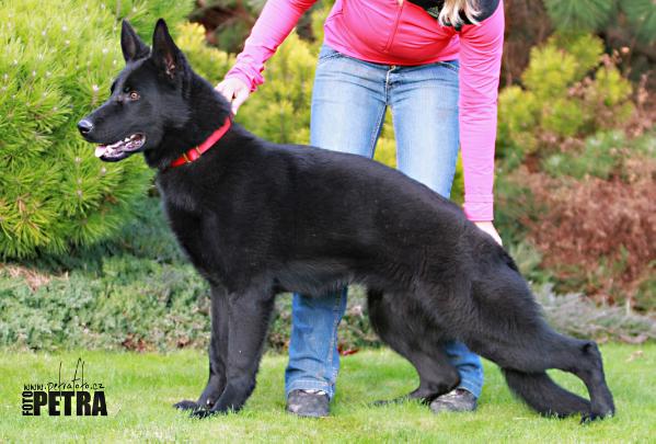 Woltair z Gargamellu | German Shepherd Dog 