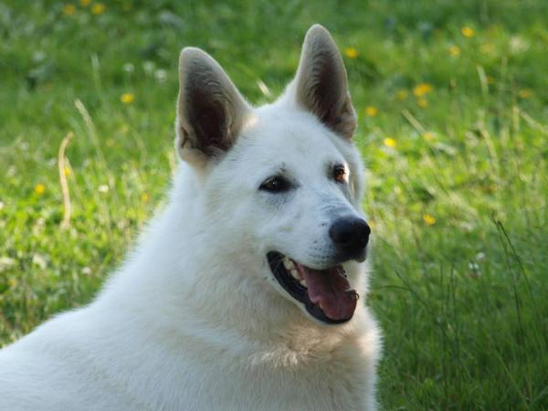 Xeno vom Sutumer Grund | White Swiss Shepherd Dog 