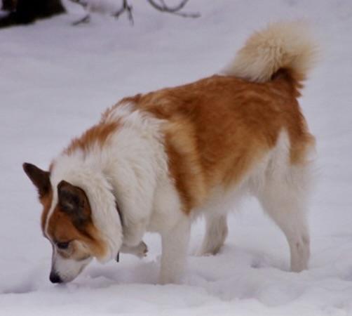 Katla - 4907/98 | Icelandic Sheepdog 