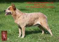 ZEECIDRABO DES POENJAAP | Australian Cattle Dog 