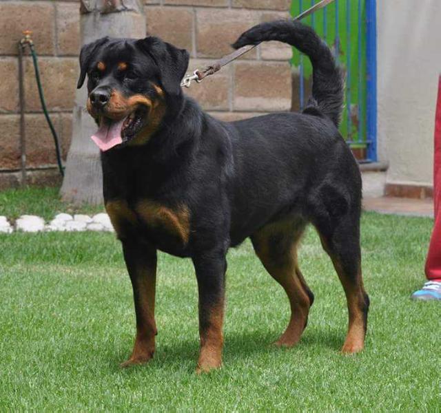 Jelena vom Hause Milsped | Rottweiler 