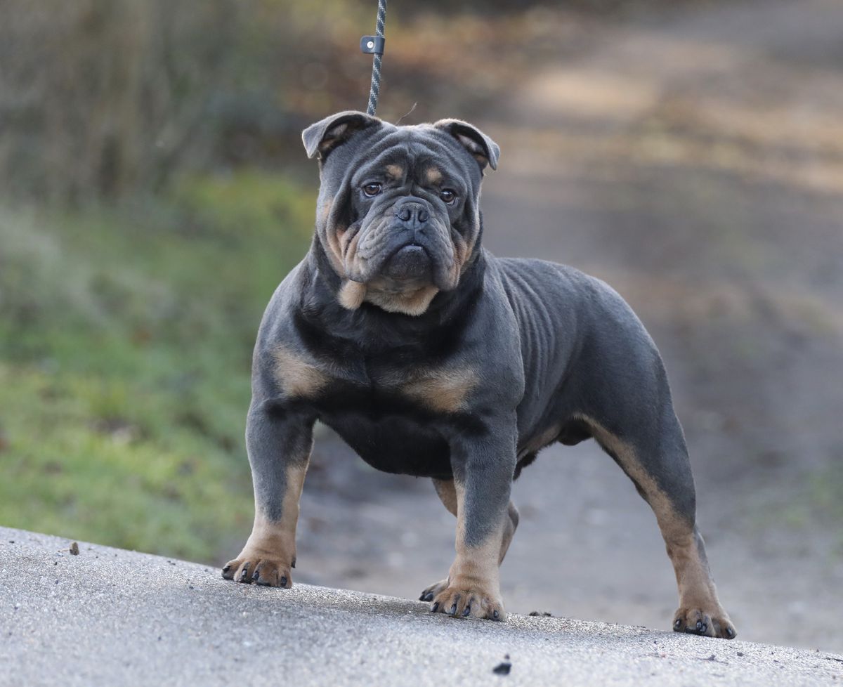 Ostergaard's Gorilla | Olde English Bulldogge 