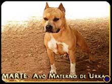 Champion's Line BV 131 Marte | American Staffordshire Terrier 
