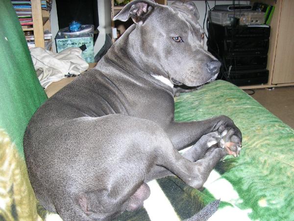 arcane de la griffe du diamant bleu | American Staffordshire Terrier 